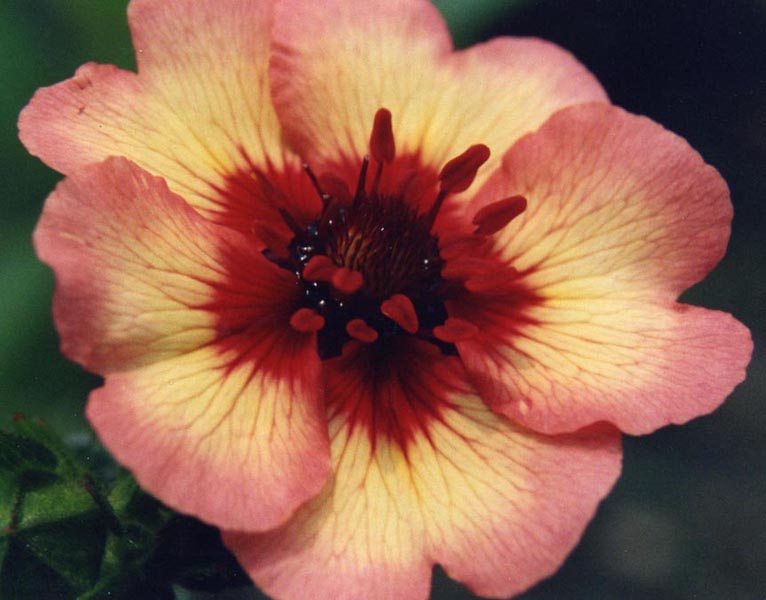 Potentilla nepalensis 'Miss Willmott' en fleurs sur des pentes herbeuses des contreforts himalayens